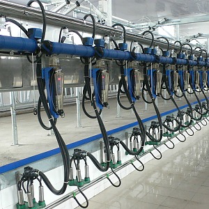 Линейный молокопровод на 100 голов